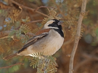 p6190119 1  namibia_2016