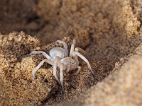 p6210308 1  namibia_2016