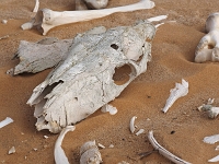 p6210310 1  Pferdefriedhof