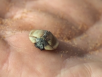 p6210315 1  namibia_2016