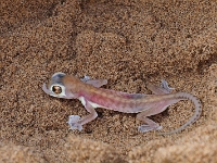 p6210318 1  namibia_2016