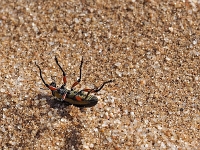 p6210345 1  namibia_2016