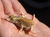 p6210348 1  namibia_2016