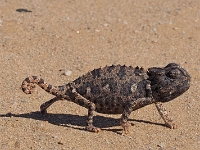 p6210354 1  namibia_2016