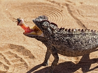 p6210358 1  namibia_2016