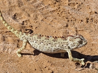 p6210369 1  namibia_2016