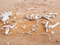 p6211802 1  Pferdefriedhof