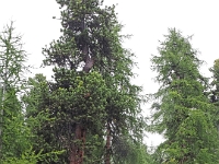 Mit der  Gornergrat-Bahn auf den Gornergrat  Schweiz mit der Bahn im August 2021 : Bahn, Schweiz, 2021