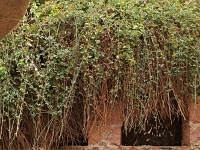 P3014889 1  Katharinenkloster - Dornbusch