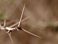 Sinai 03  Sinai_2010