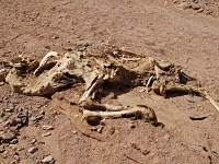 Sinai 05  Sinai_2010