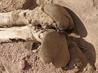 Sinai 06  Sinai_2010