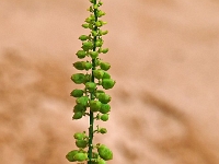 Sinai 16  Sinai_2010