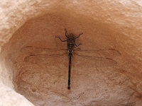 Sinai 25  Sinai_2010