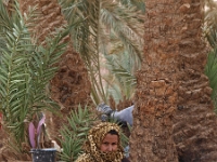 Sinai 30  Sinai_2010