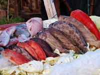 Sinai 46  Stadt Dahab