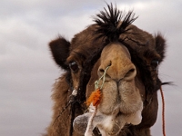 Sinai 55  Sinai_2010