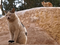 Sinai 75  Katharinenkloster