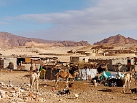 Sinai 89  Sinai_2010