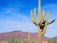 Organ Cactus 14 1