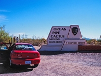 Organ Cactus 15 1