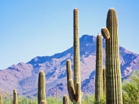 Organ Cactus 8 1