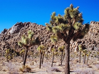 Organ Cactus 9 1
