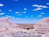 Petrified-Forest 1 1