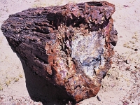 Petrified-Forest 2 1