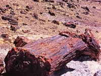 Petrified-Forest 4 1