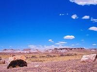 Petrified-Forest 5 1