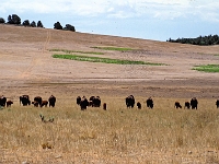 Yellowstone-Nationalpark 1 1