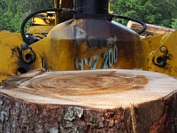 Saege 02  Saegewerk Jachenau