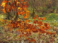 PB080039 1  MÃ¼nchen-Starnberg an der WÃ¼rm : Würm