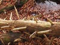 PB080045 1  MÃ¼nchen-Starnberg an der WÃ¼rm : Würm