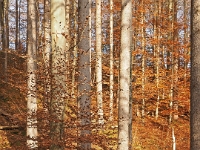 PB080046 1  MÃ¼nchen-Starnberg an der WÃ¼rm : Würm