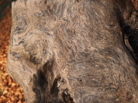 PB080073 1  MÃ¼nchen-Starnberg an der WÃ¼rm : Würm