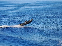 Oslo 2022  Spaß auf den Wellen der Fähre : Oslo, 2022