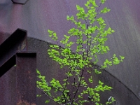 Natur kommt zurück  Voelklinger Huette
