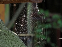 Natur kommt zurück  Voelklinger Huette