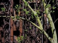 Natur kommt zurück  Voelklinger Huette