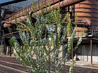 Natur kommt zurück  Voelklinger Huette