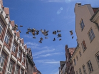 UT-LuenOly  2022  Spaziergang durch die Altstadt Lüneburgs : Usertreffen, Olympus, OMDS, Lüneburg