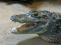 p4280243 1  seven_out