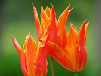 p4290404 1  seven_out