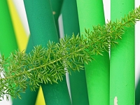 p9212929 f 1  IGA Berlin 2017