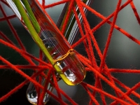 p9212943 f 1  IGA Berlin 2017