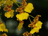 p9212949 f 1  IGA Berlin 2017