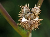 p9212955 f 1  IGA Berlin 2017