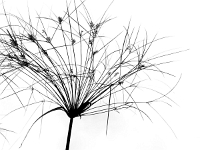 p9212960 f 1  IGA Berlin 2017